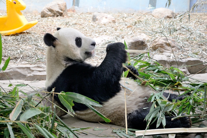 Chińska panda w Chimelong Safari Park - zdjęcia z Chin