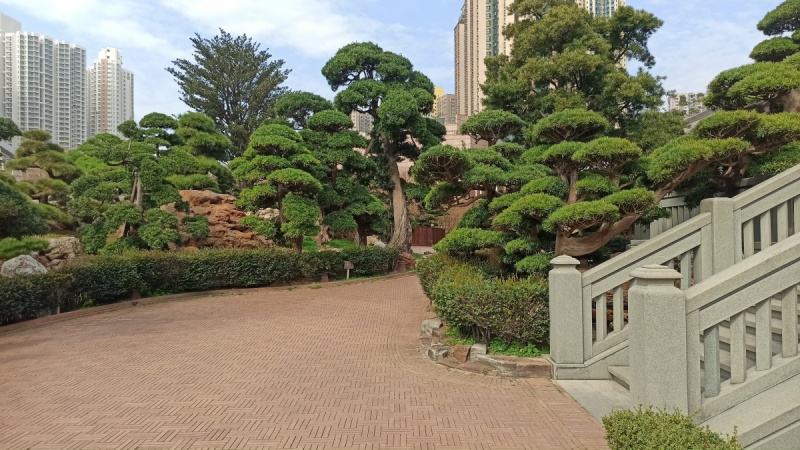 Drzewa bonsai w Hong Kongu - zdjęcia z Chin