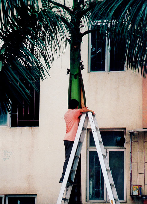 Czyszczenie palm - zdjęcia z Chin