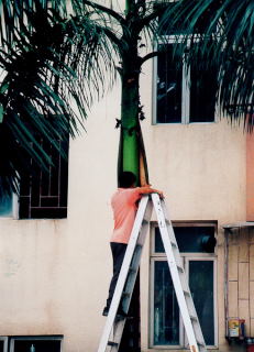 Czyszczenie palm