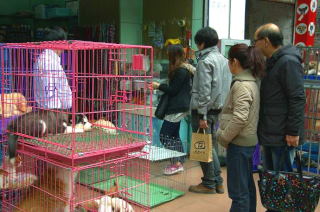 Chiński petshop