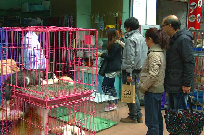 Chiński petshop - zdjęcia z Chin